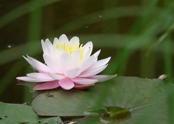 Soirées de méditation guidée